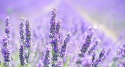 Lavendel Lavendel