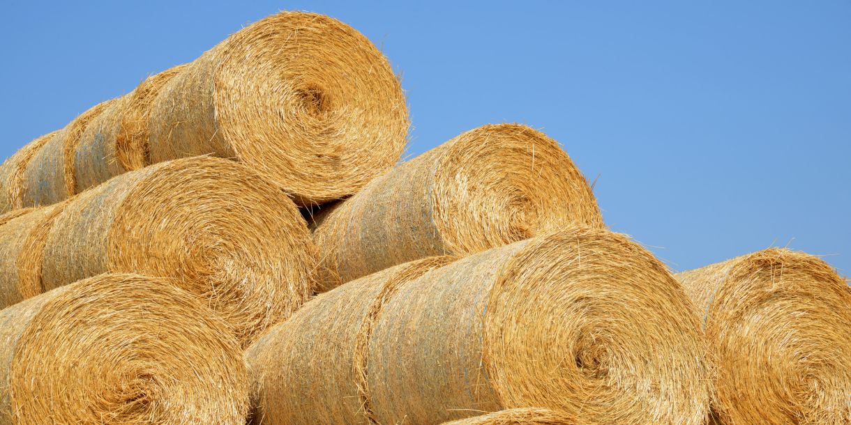 Large bales of straw