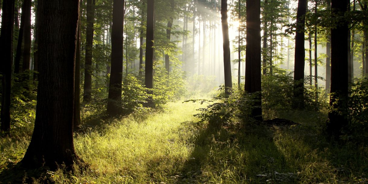 Sunlit clearing in the forest