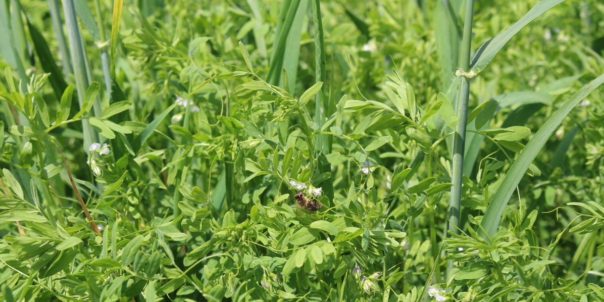 Lentil field