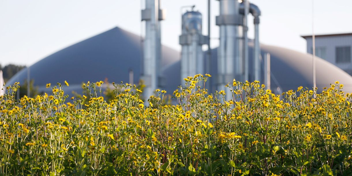 Durchwachsene Silphie und Biogasanlage