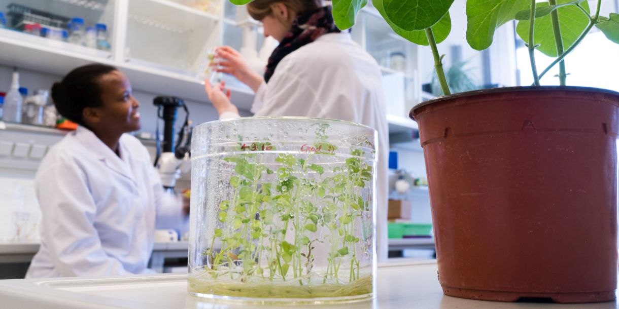 Plant experiments in the field of phytomedicine 