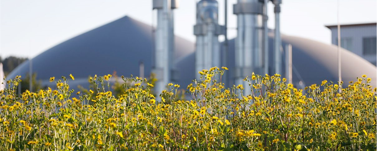 Durchwachsene Silphie und Biogasanlage
