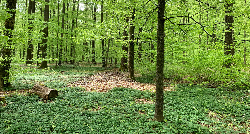 Laubholztage Laubholztage
