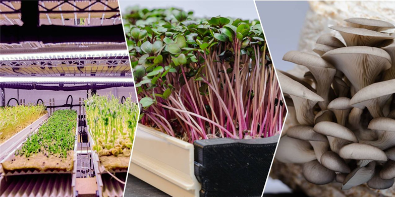 Kleinblatt GmbH - Cultivating sprouts and fungi