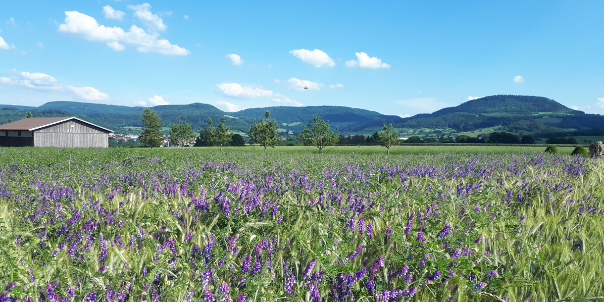 Blühendes Feld