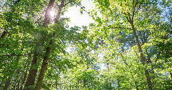 World Premier at Berlin Fashion Week: Beechwood-based Cellulose as Sustainable Textile